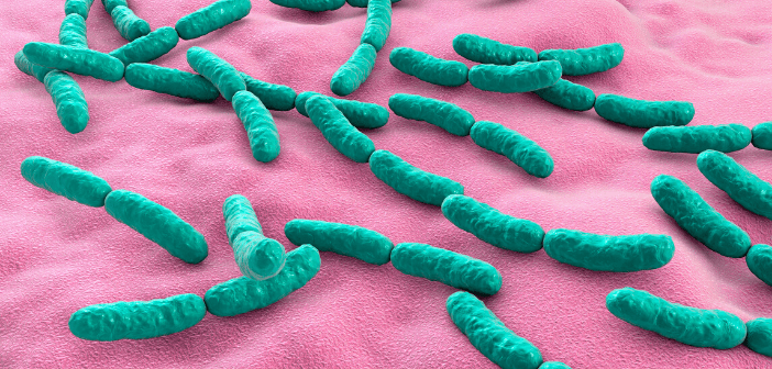 Probiotic bacteria may prevent α-synuclein accumulation in a Parkinson